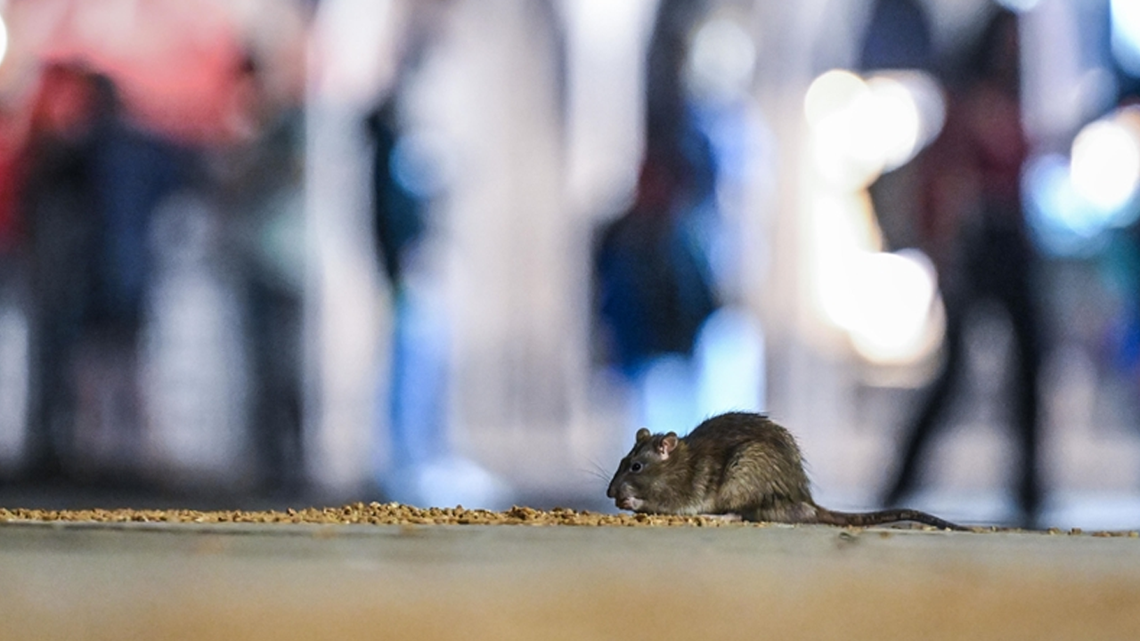 Foto - Orta çağa geri dönüş! Avrupa’yı ve ABD’yi fareler bastı