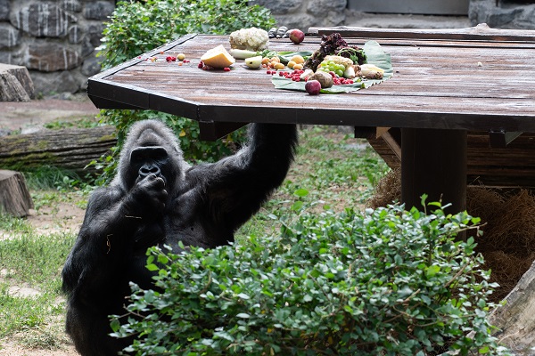 Foto - Ortalama ömrü geçti! Bu goril tam 50 yaşında