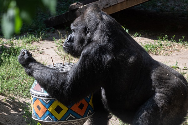 Ortalama ömrü geçti! Bu goril tam 50 yaşında