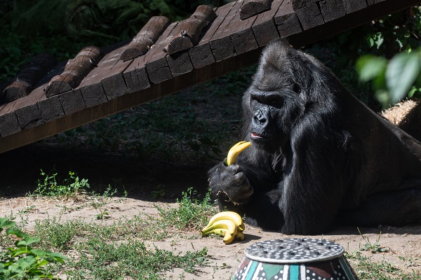 Foto - Ortalama ömrü geçti! Bu goril tam 50 yaşında