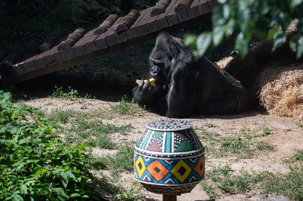Foto - Ortalama ömrü geçti! Bu goril tam 50 yaşında