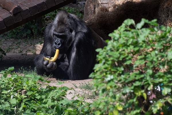 Foto - Ortalama ömrü geçti! Bu goril tam 50 yaşında