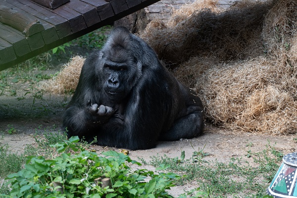Foto - Ortalama ömrü geçti! Bu goril tam 50 yaşında