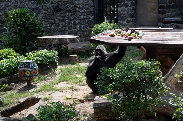 Foto - Ortalama ömrü geçti! Bu goril tam 50 yaşında