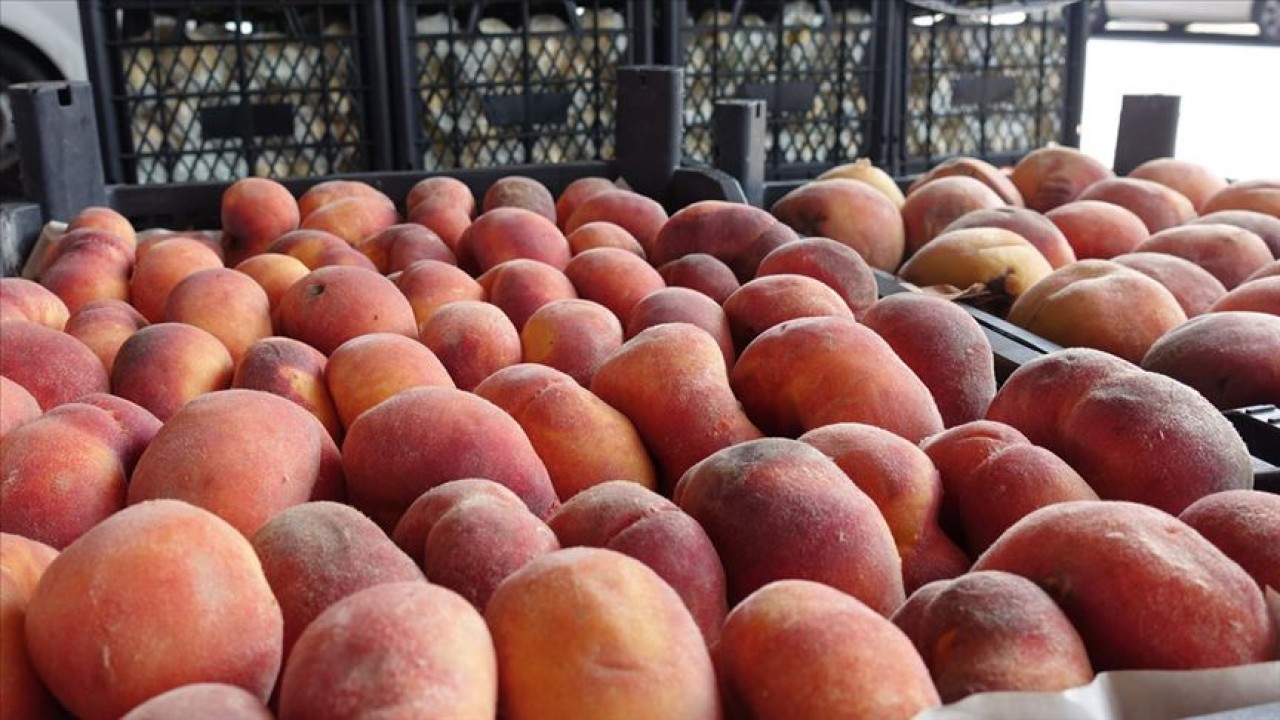 Foto - Ortalık karıştı: Rusya’ya şeftali, erik ve üzüm taşıyan yüzlerce tır ülkeye alınmadı