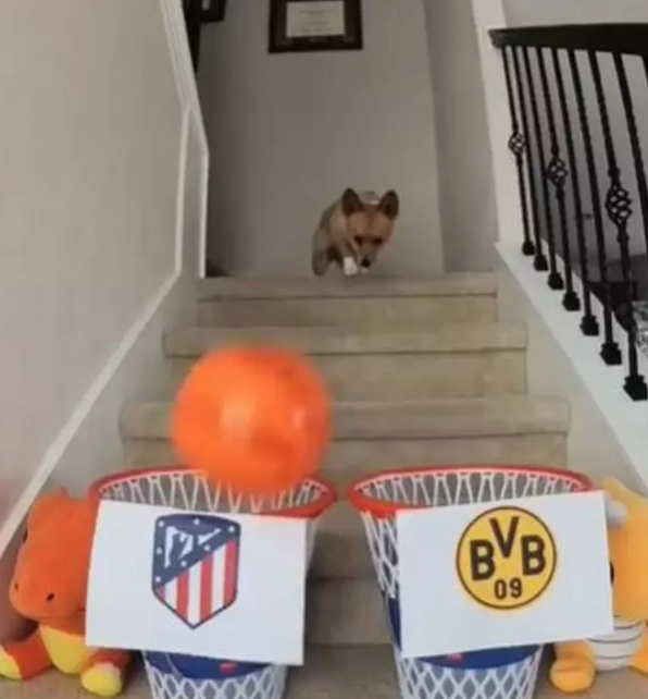 Foto - Ortaya çıkanlar herkesi şok etti! Almak için bunu da yaptılar! Bir köpeğimiz eksikti o da oldu…