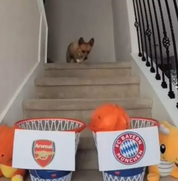 Foto - Ortaya çıkanlar herkesi şok etti! Almak için bunu da yaptılar! Bir köpeğimiz eksikti o da oldu…