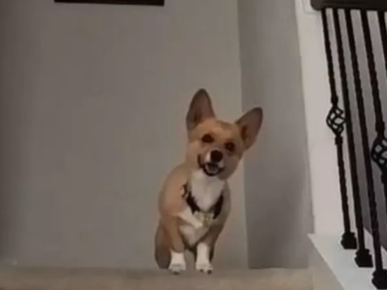 Foto - Ortaya çıkanlar herkesi şok etti! Almak için bunu da yaptılar! Bir köpeğimiz eksikti o da oldu…