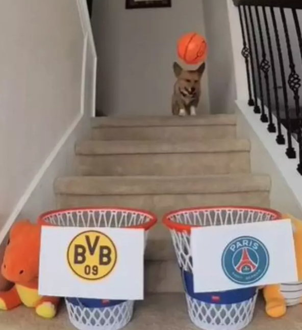 Foto - Ortaya çıkanlar herkesi şok etti! Almak için bunu da yaptılar! Bir köpeğimiz eksikti o da oldu…