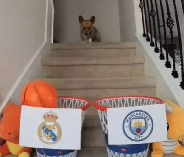 Foto - Ortaya çıkanlar herkesi şok etti! Almak için bunu da yaptılar! Bir köpeğimiz eksikti o da oldu…