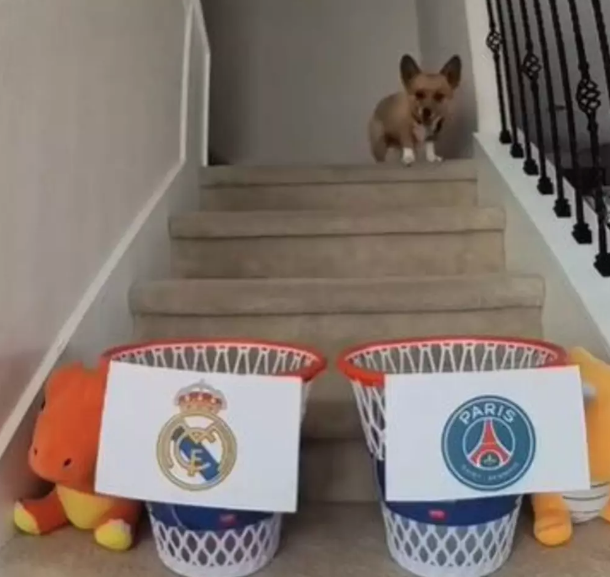 Foto - Ortaya çıkanlar herkesi şok etti! Almak için bunu da yaptılar! Bir köpeğimiz eksikti o da oldu…