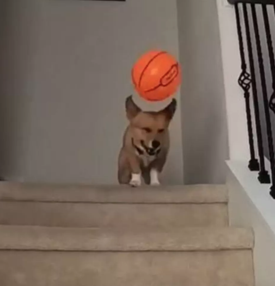 Foto - Ortaya çıkanlar herkesi şok etti! Almak için bunu da yaptılar! Bir köpeğimiz eksikti o da oldu…