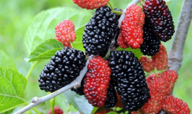 Örtü altında sadece su veriliyor! Kilosu 110 TL'yi buluyor