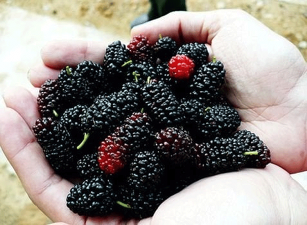 Foto - Örtü altında sadece su veriliyor! Kilosu 110 TL'yi buluyor