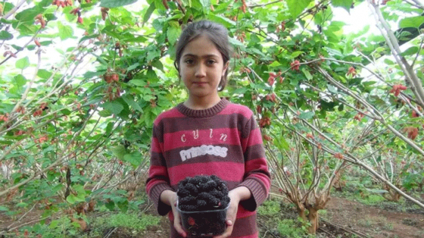 Foto - Örtü altında sadece su veriliyor! Kilosu 110 TL'yi buluyor