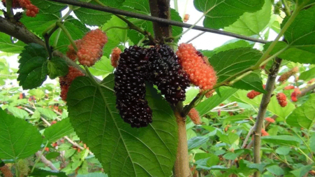 Foto - Örtü altında sadece su veriliyor! Kilosu 110 TL'yi buluyor