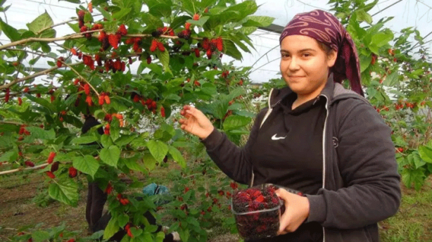 Foto - Örtü altında sadece su veriliyor! Kilosu 110 TL'yi buluyor