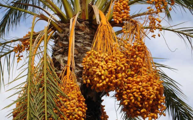 Foto - Orucu hurma veya zeytin ile açmanın faydaları saymakla bitmiyor! İşte Peygamber Efendimiz'in hurma tavsiyesi