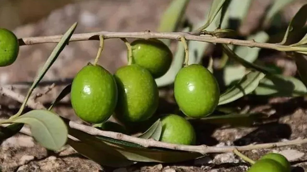Foto - Osman Müftüoğlu herkesin merak ettiği soruyu yanıtladı: Siyah zeytin mi faydalı yeşil zeytin mi?