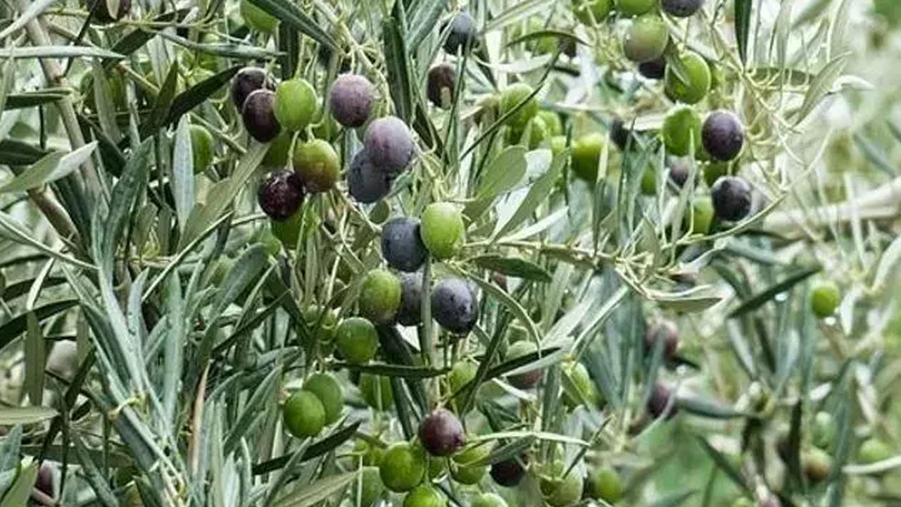 Foto - Osman Müftüoğlu herkesin merak ettiği soruyu yanıtladı: Siyah zeytin mi faydalı yeşil zeytin mi?