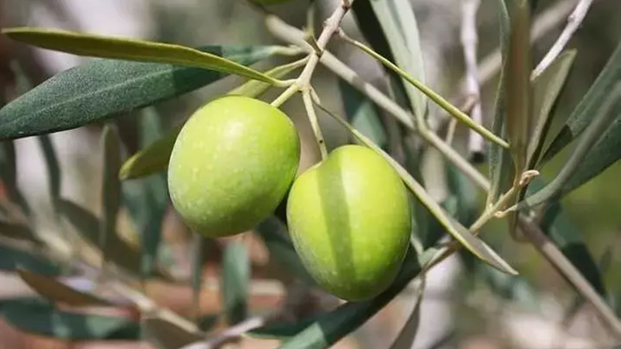 Foto - Osman Müftüoğlu herkesin merak ettiği soruyu yanıtladı: Siyah zeytin mi faydalı yeşil zeytin mi?