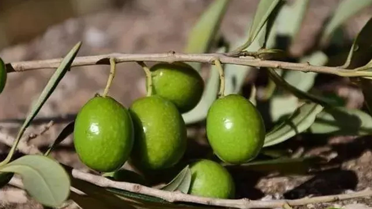 Foto - Osman Müftüoğlu herkesin merak ettiği soruyu yanıtladı: Siyah zeytin mi faydalı yeşil zeytin mi?
