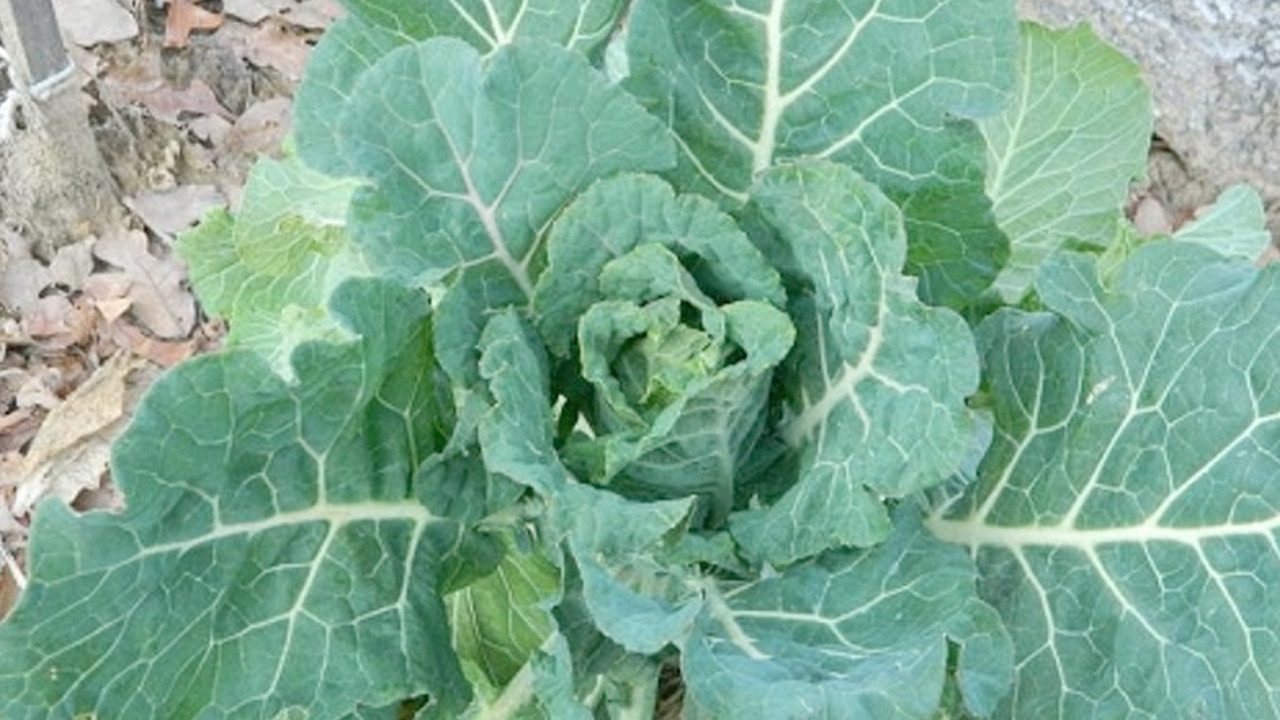 Foto - Osman Müftüoğlu'nun favorisi: Salatasını yapıp tabak tabak yiyin