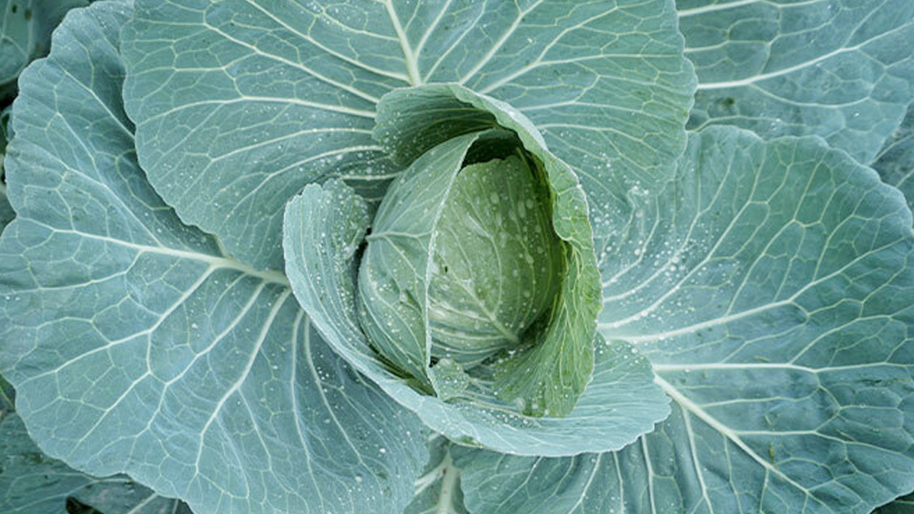 Osman Müftüoğlu'nun favorisi: Salatasını yapıp tabak tabak yiyin