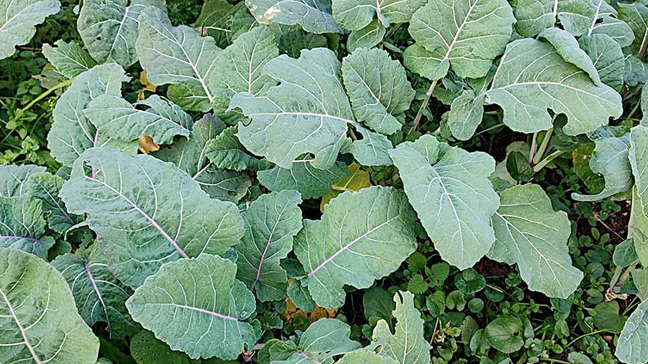 Foto - Osman Müftüoğlu'nun favorisi: Salatasını yapıp tabak tabak yiyin