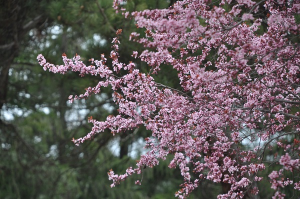Foto - Osmanlı kasabasına bahar geldi