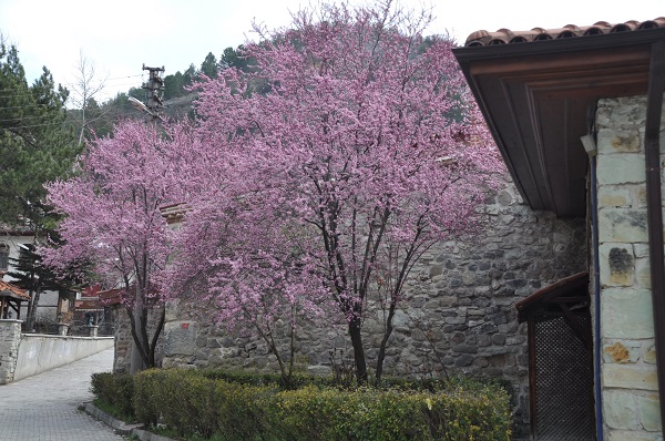 Foto - Osmanlı kasabasına bahar geldi