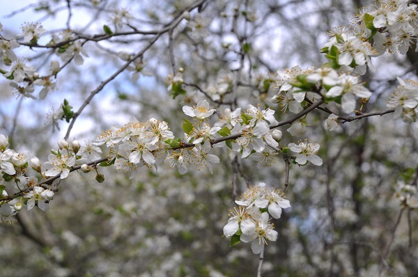 Foto - Osmanlı kasabasına bahar geldi