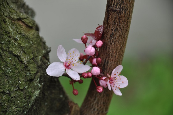 Foto - Osmanlı kasabasına bahar geldi