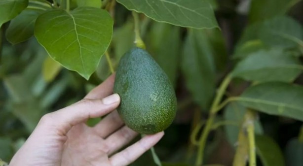 Foto - Osmanlı'da yasak olan meyve! Bütün ağaçlar yakıldı