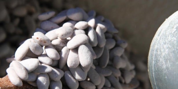 Foto - Osmanlı’dan gelen lezzet: Badem şekeri