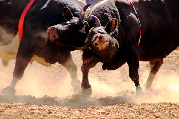 Foto - Osmanlı’dan gelen Yörük geleneği