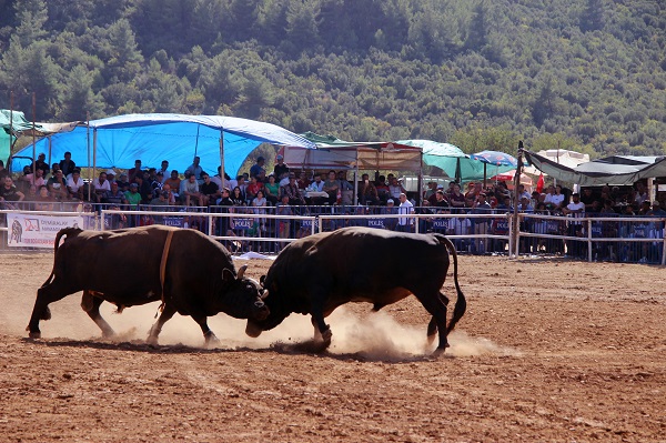 Foto - Osmanlı’dan gelen Yörük geleneği