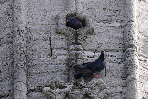Foto - Osmanlıdan günümüze: Kuş sarayları