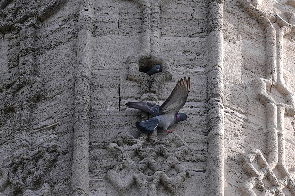 Foto - Osmanlıdan günümüze: Kuş sarayları
