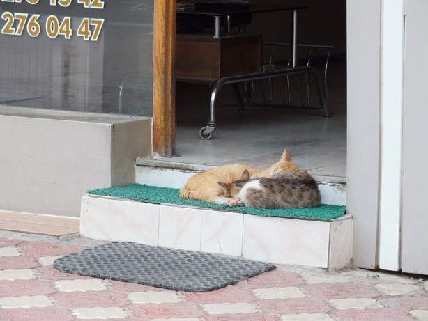 Foto - Otel girişinde bakılan sokak kedileri müşterilerin ilgi odağı oldu