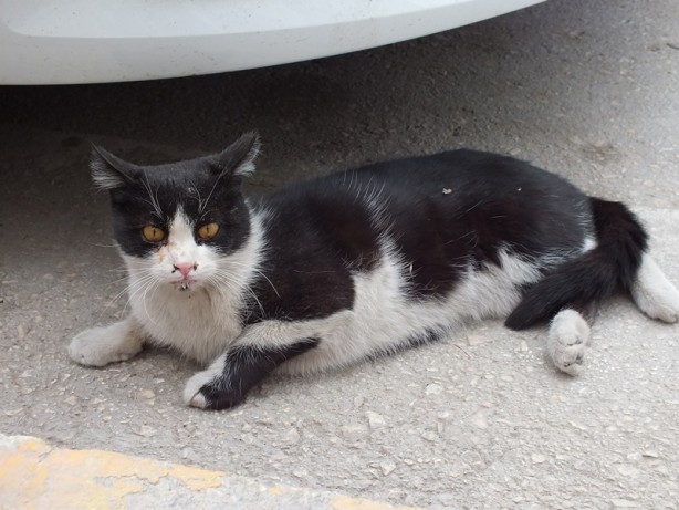 Otel girişinde bakılan sokak kedileri müşterilerin ilgi odağı oldu