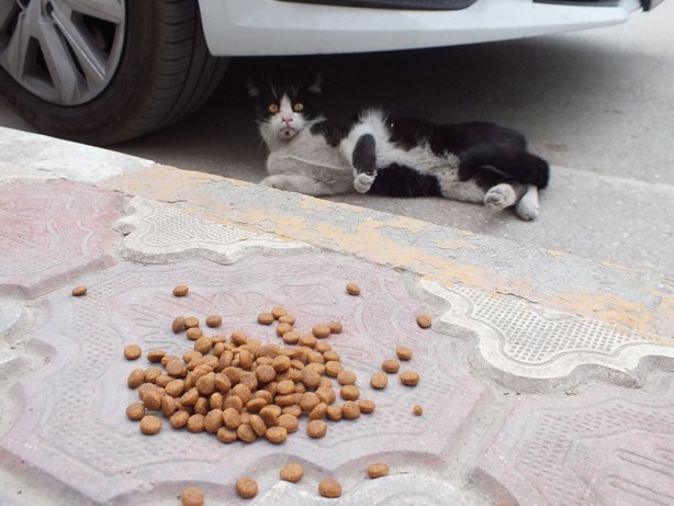 Foto - Otel girişinde bakılan sokak kedileri müşterilerin ilgi odağı oldu