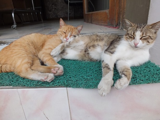 Foto - Otel girişinde bakılan sokak kedileri müşterilerin ilgi odağı oldu