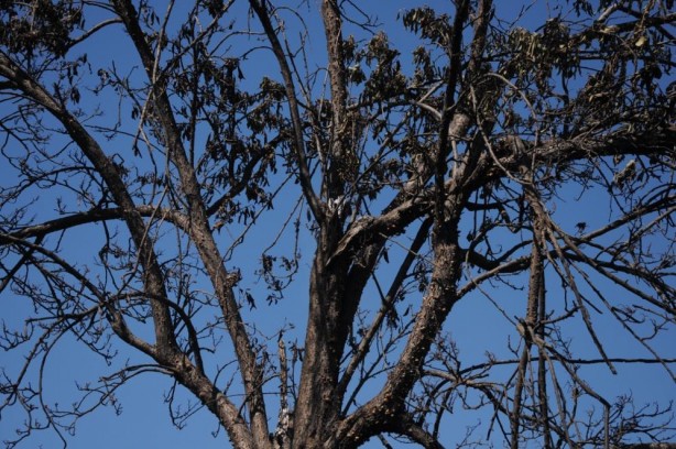 Foto - Otluk alanda çıkan yangın portakal ağaçları ve arı kovanlarını yaktı