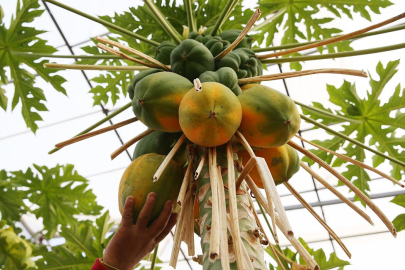 Foto - Oto yedek parça işini bırakıp bu işe girdi! Hayatı tepeden tırnağa değişti, kendi bile şokta
