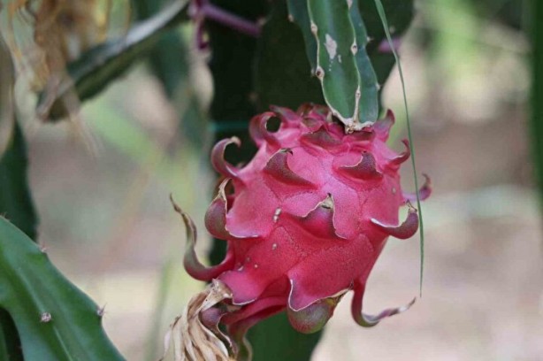 Oto yedek parça işini bırakıp bu işe girdi! Hayatı tepeden tırnağa değişti, kendi bile şokta