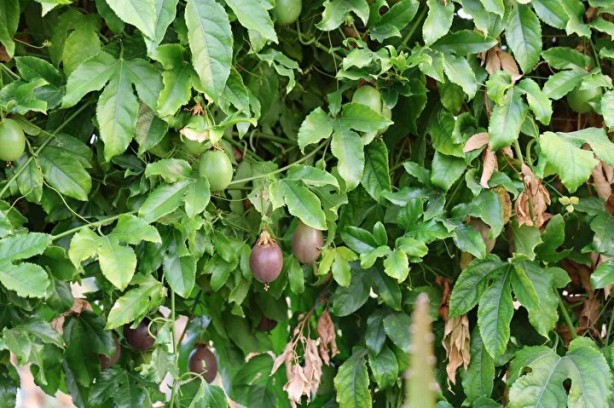 Foto - Oto yedek parça işini bırakıp bu işe girdi! Hayatı tepeden tırnağa değişti, kendi bile şokta