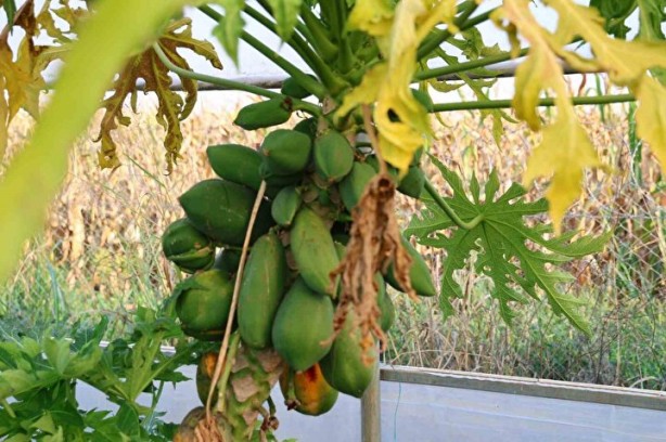Foto - Oto yedek parça işini bırakıp bu işe girdi! Hayatı tepeden tırnağa değişti, kendi bile şokta