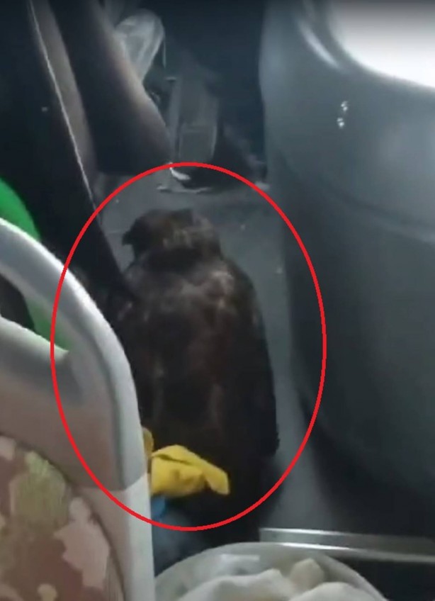 Foto - Otobüse binen yolcular, şoförün yanına bakınca şoke oldu! Herkes "Bunun burada ne işi var?" diye birbirine sordu! Olacak şey değil