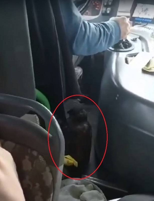 Foto - Otobüse binen yolcular, şoförün yanına bakınca şoke oldu! Herkes "Bunun burada ne işi var?" diye birbirine sordu! Olacak şey değil